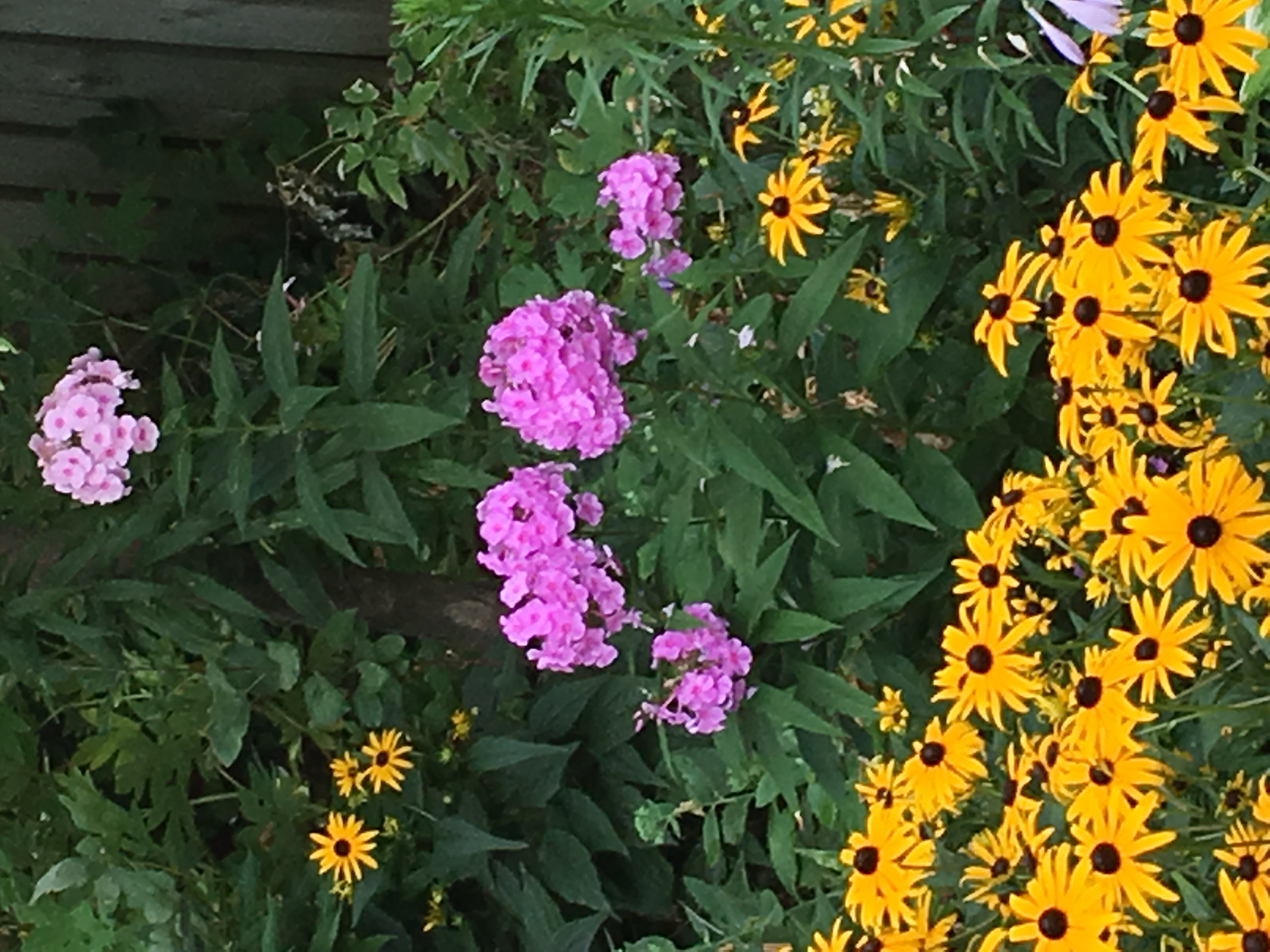 Image of Dr. Joanna Mitsopulos